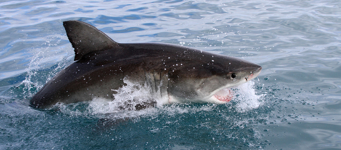 South Africa safari tours image of White Shark