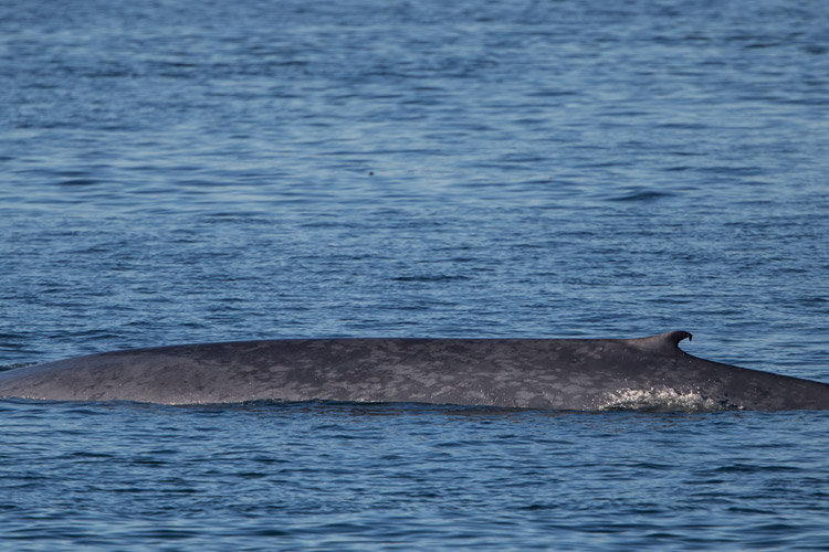 Patagonia adventure tour photo shows Blue Whale in Chile