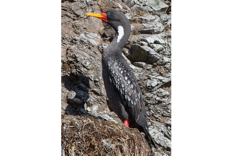 Patagonia birding photo showing Red-legged Shags on rocky islands