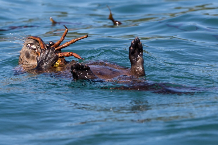 Patagonia Chile expedition photo showing a feeding Marine Otter