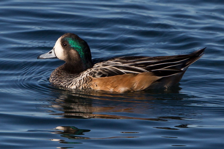 Patagonia tour slide shows Chiloe Wigeon