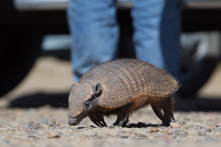 Patagonia expedition image of Hairy Armadillo on Peninsula Valdés