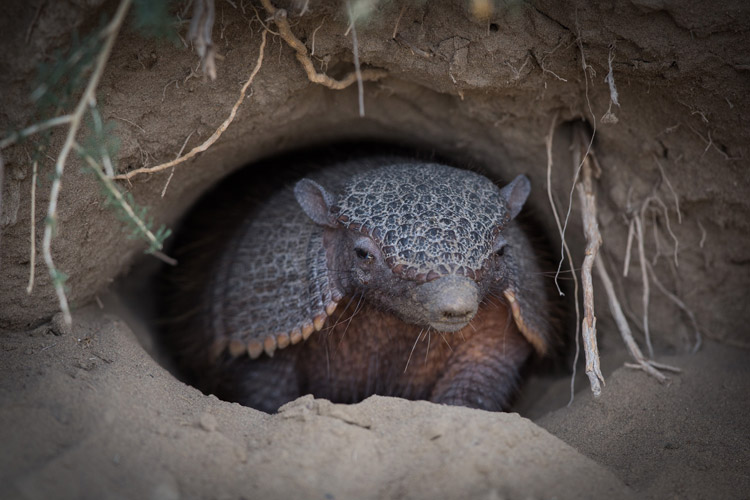 Patagonia wildlife tours slide of Greater Hairy Armadillo in its burrow