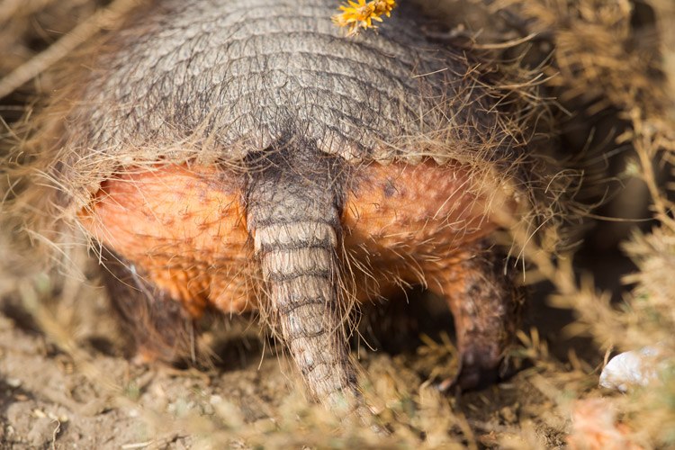 Patagonia wildlife expedition image of Hairy Armadillo butt on Peninsula Valdés