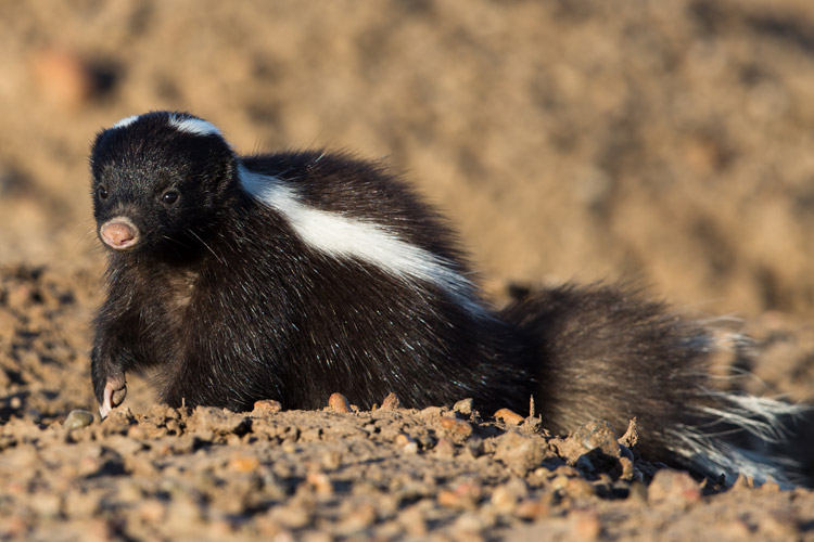 Patagonia adventure expedition slide showing Hog-nosed Skunk on the Peninsula Valdés