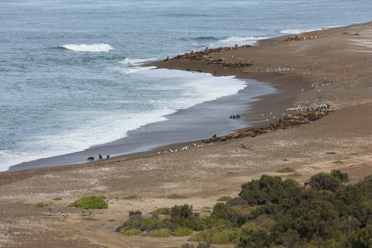 Patagonia tour image shows Punta Norte and sea lions