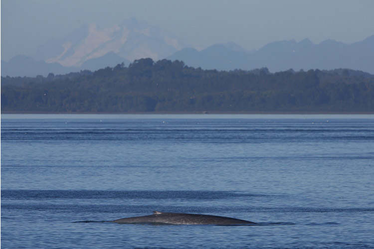 Patagonia wildlife expedition photo of Pygmy Blue Whale in Chacao Channel