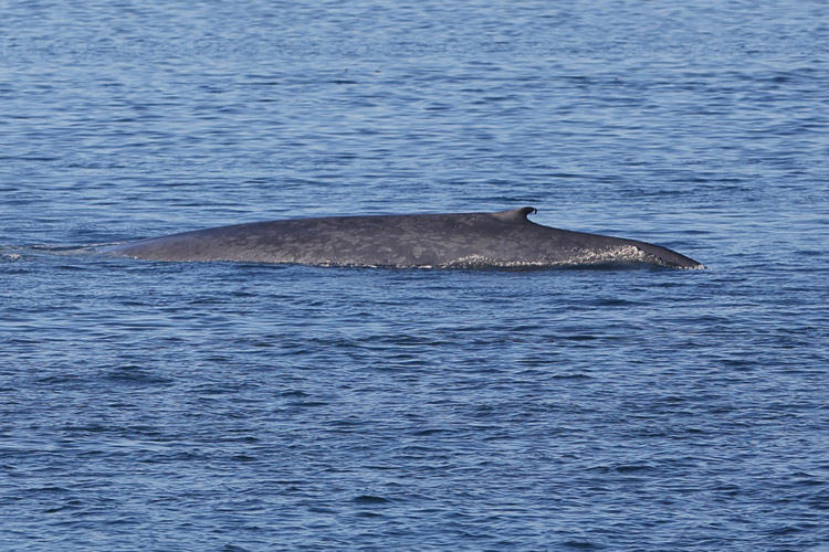 Patagonia wildlife tours photo of Pygmy Blue Whale in Chacao Channel