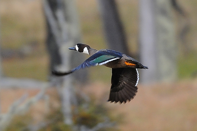 Patagonia bird watching image of Spectacled Duck in flight