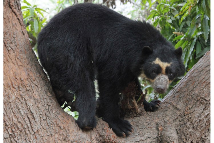 Ecuador adventure tour showing spectacled bear in tree