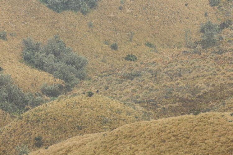 Ecuador wildlife tour slide showing spectacled bear in distance near Papallacta
