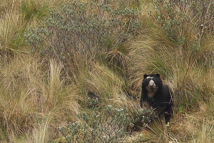 Ecuador wildlife tour photo showing female spectacled female bear