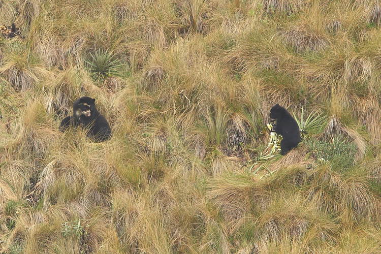 Ecuador wildlife tour slide showing female spectacled bear and cub near Papallacta