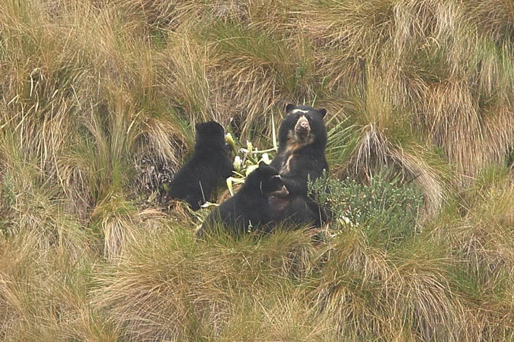Ecuador wildlife tour slide showing spectacled female bear nursing cub
