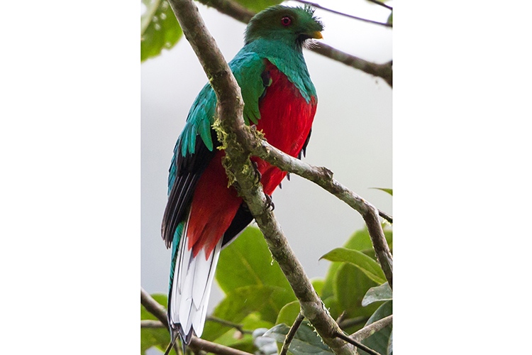 Ecuador adventure tours slide shows a Crested Quetzal