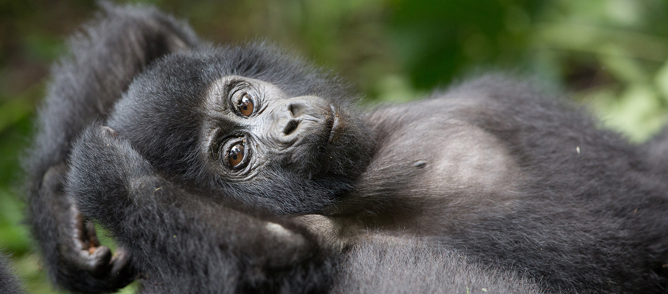 Tanzania tour and Uganda gorilla safari slide showing baby gorilla