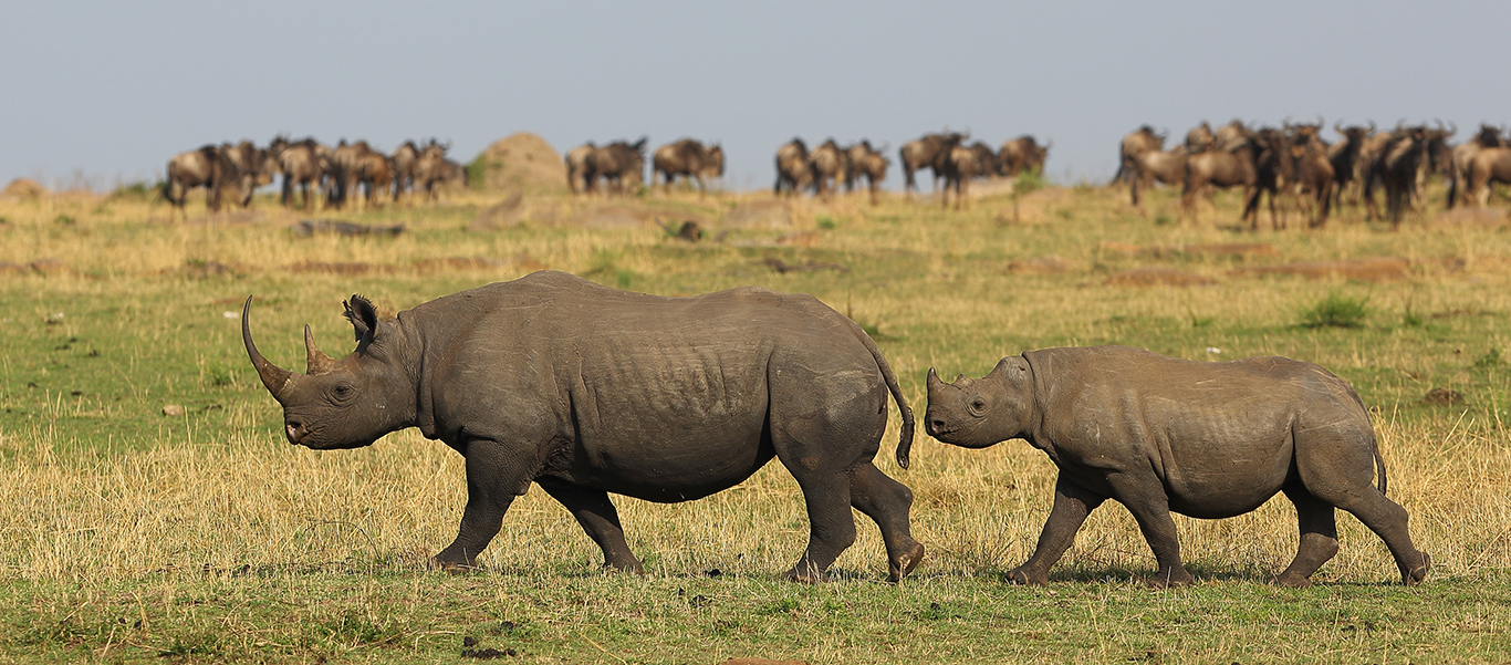 Tanzania safari tour slide shows Black Rhinos