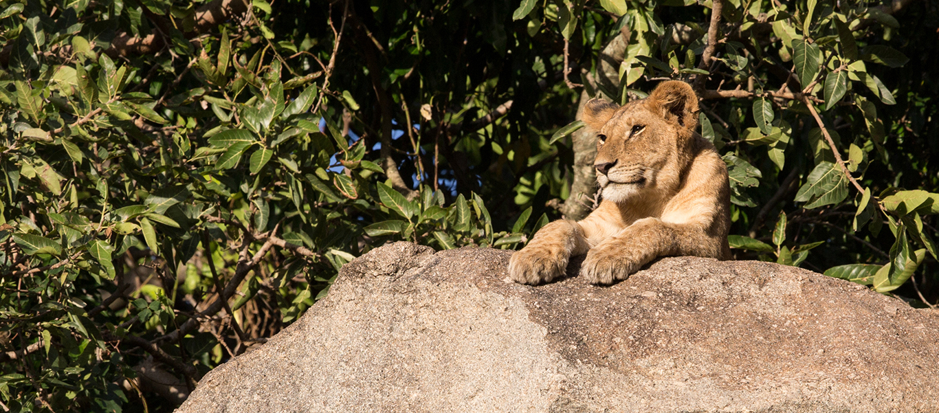 Tanzania and Uganda safari tours slide features a lion cub