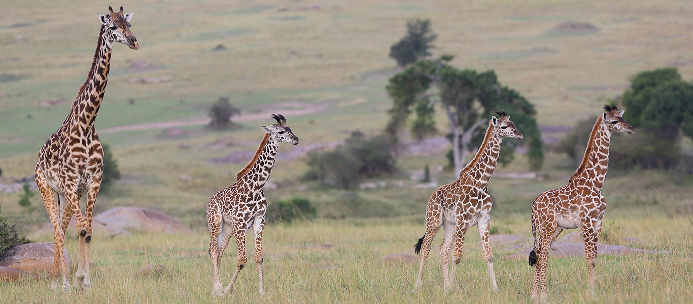Tanzania safari slide showing giraffes