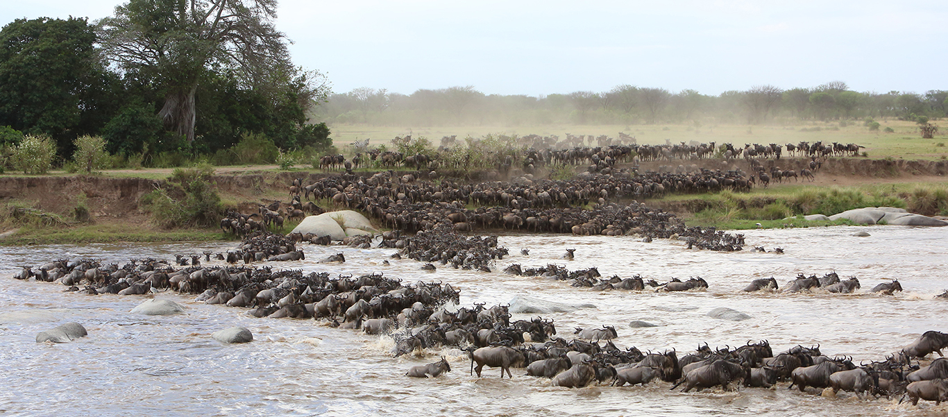 Tanzania safari tour slide showing Wildebeest crossing