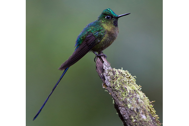 Ecuador adventure tours slide shows a Violet-tailed Sylph