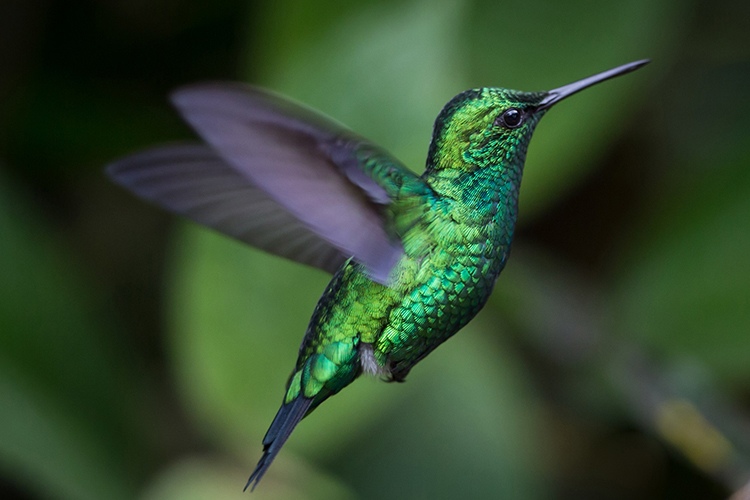 Photo showing Western Emerald hummingbird