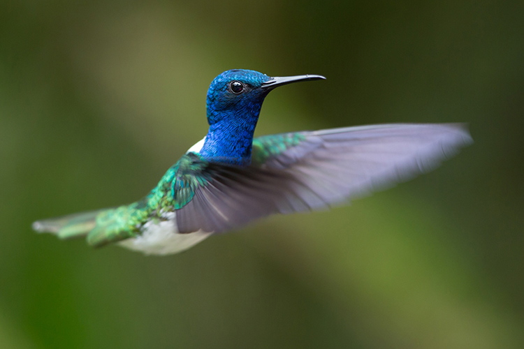 Slide features White-necked Jacobin