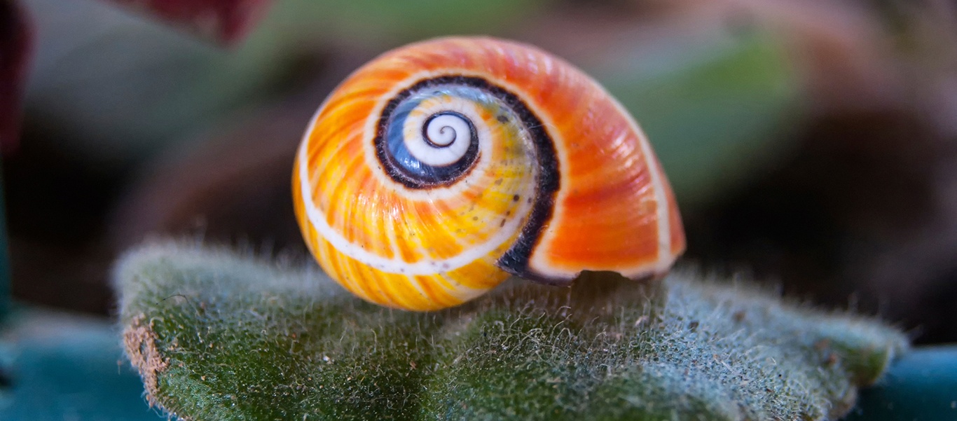 Cuba tours photo features a snail