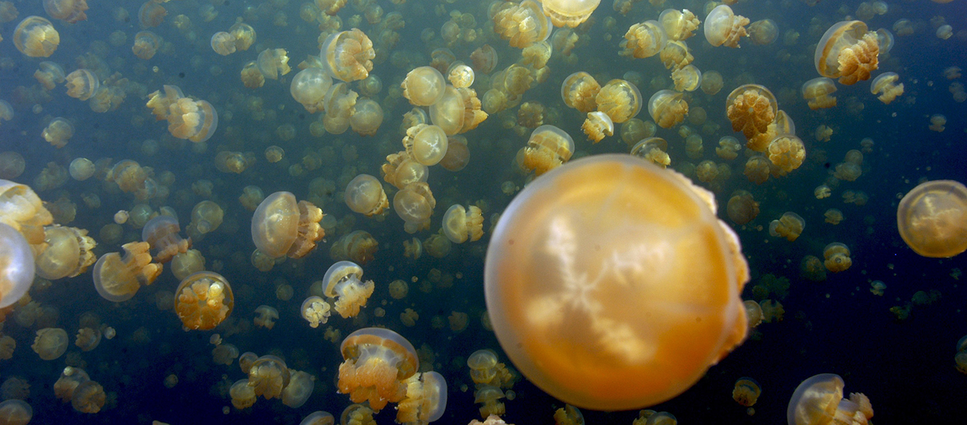 Palau tours photo showing jellyfish lake