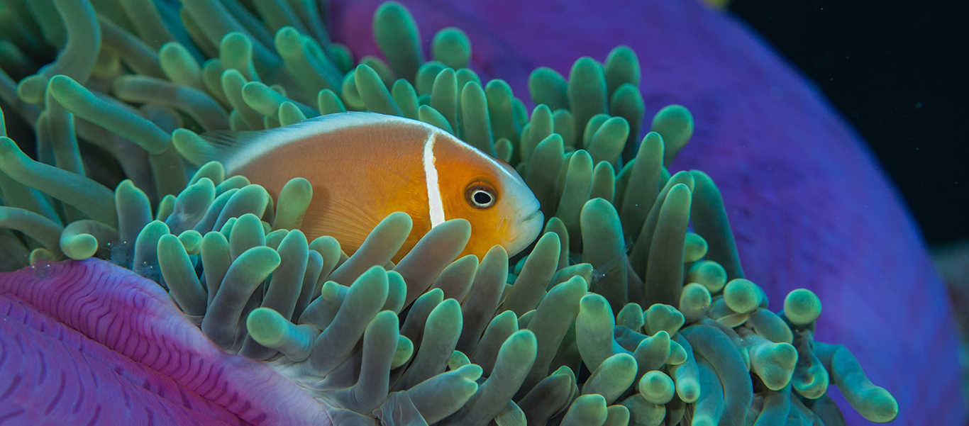 Palau tour slide shows Pink Anemonefish