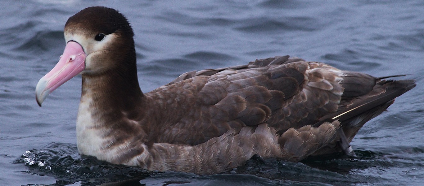 South Pacific birding slide shows Short-tailed Albatross