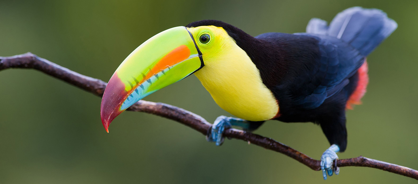 Nicaragua and Panama adventure tour showing Keel-billed Toucan