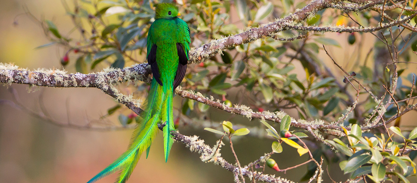 Nicaragua tours slide of a Quetzal on a tree branch