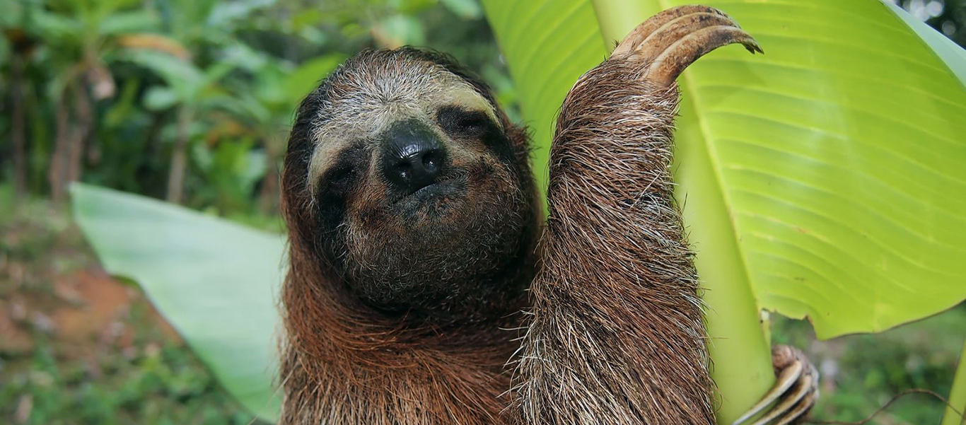 Nicaragua & Panama Tour slide showing three-toed sloth