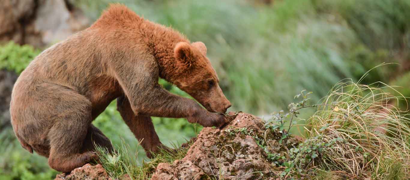 Spain's nature tour slide showing Cantabrian Brown Bear