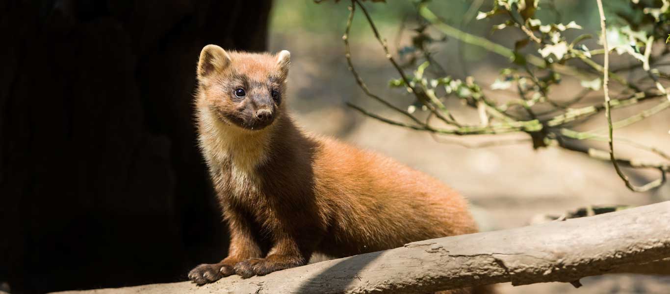 Spain wildlife tours photo of a Pine Marten