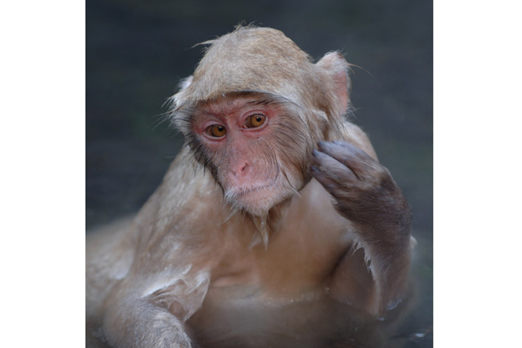 Japan tours slide features a Japanese macaque