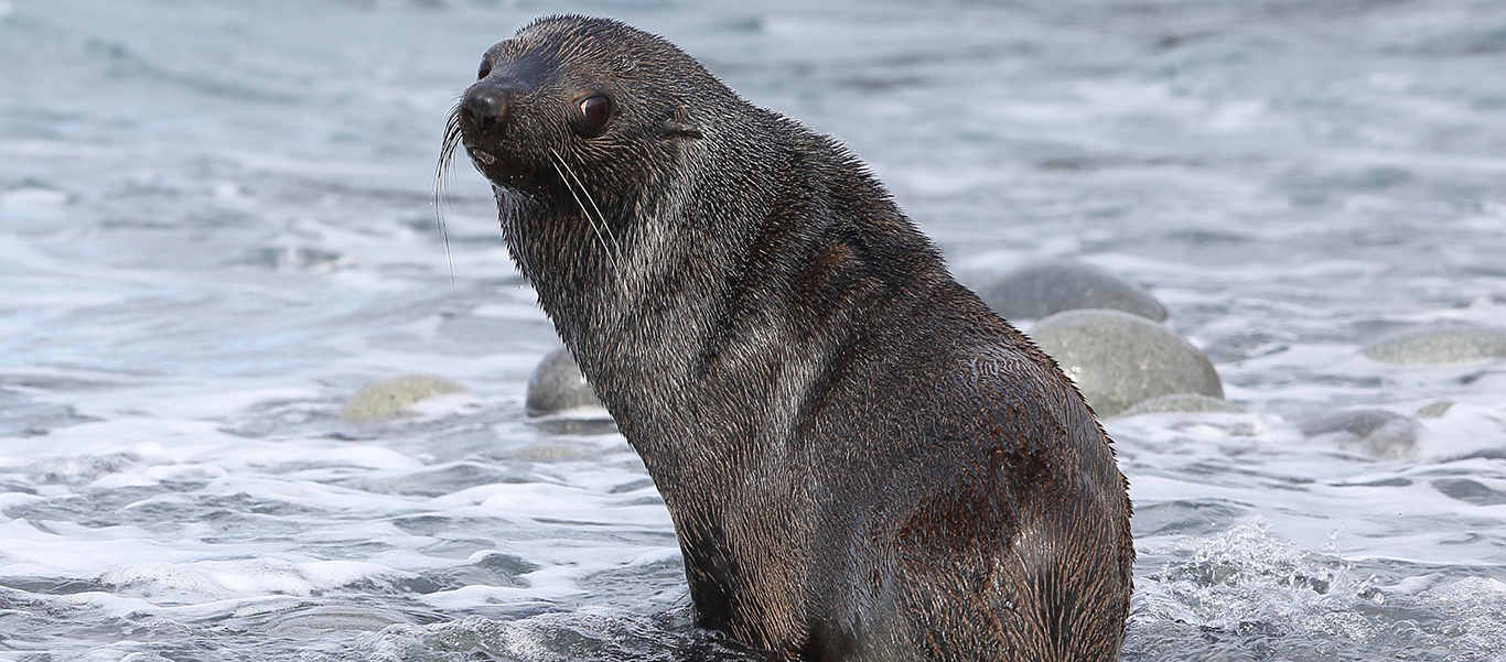 Antarctica, South Georgia and Falkland Islands luxury cruise photo of Antarctic Fur Seal at water's edge