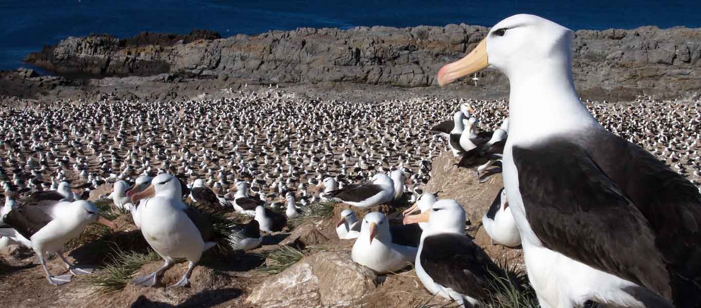 Antarctica, South Georgia and Falklands Small Ship Cruise photo of Black-browed Albatross on Steeple Jason Island