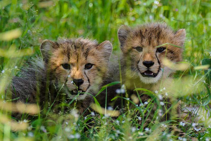 Botswana safari tour slide shows baby cheetahs