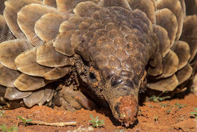 south africa tours image shows Pangolin