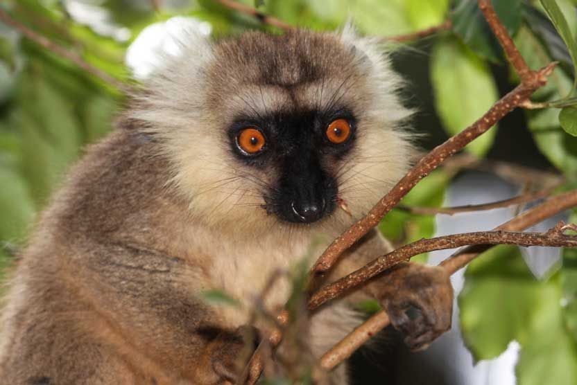 Madagascar tours slide shows a Sanford's Brown Lemur