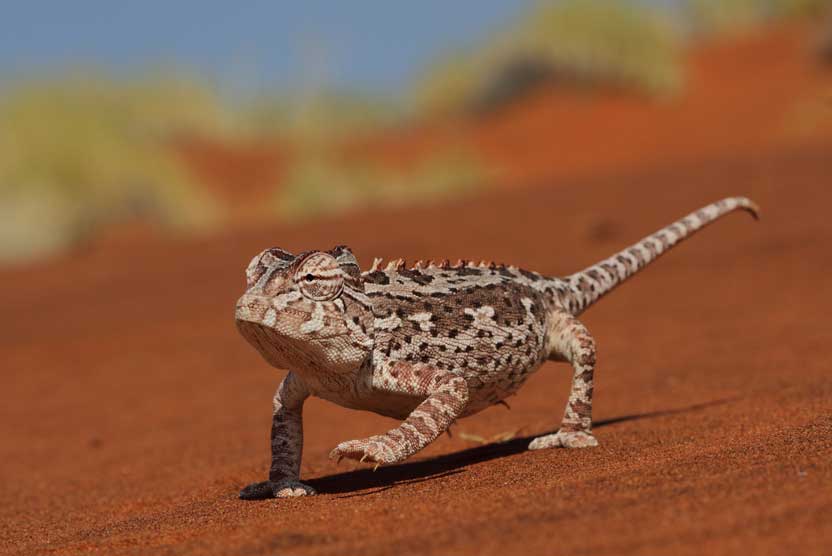 Namibia wildlife safari slide shows chameleon