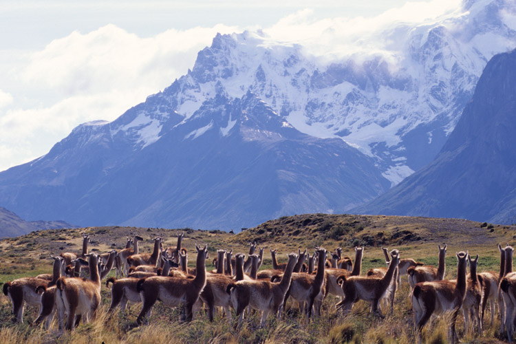 Patagonia adventure tour photo featuring herd of guanacos and mountains