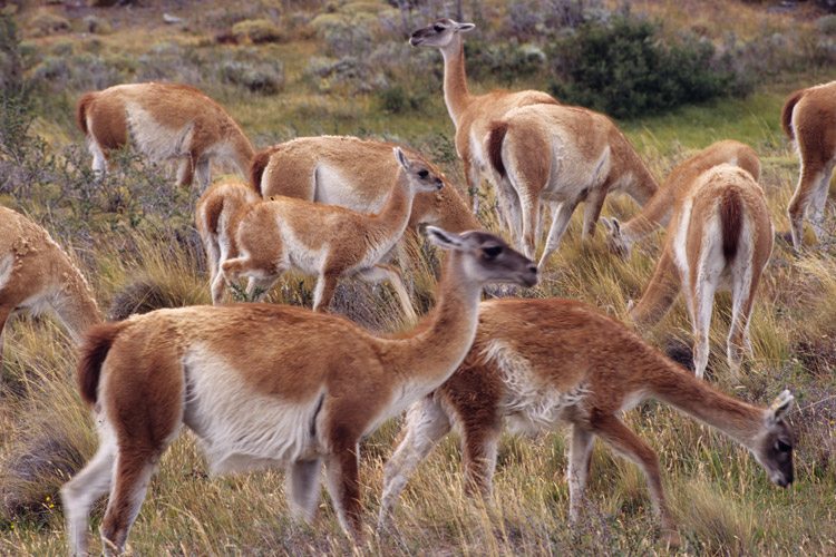 Patagonia adventure expedition slide of guanacos