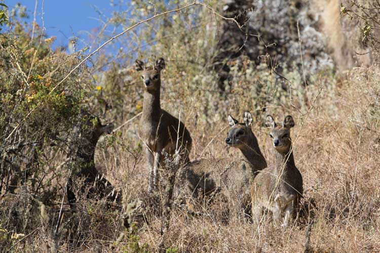 Ethiopia travel photo of a family of Klipspringer in Simien Mountains National Park