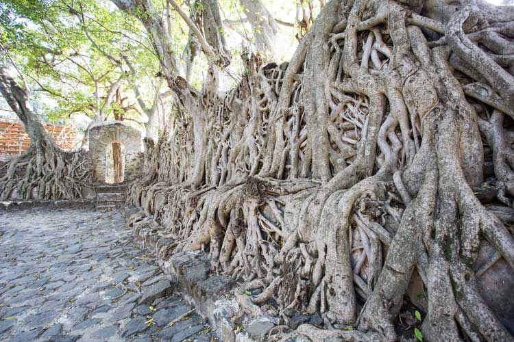 Ethiopia tour image of Fasilides Bath House covered in tree roots in Gondar