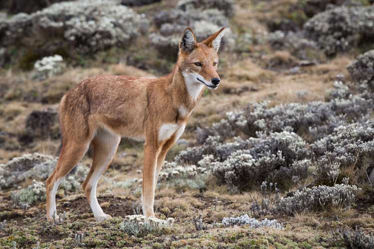Ethiopia wildlife tours image of a wolf hunting for Giant Root-Rats in Bale Mountains