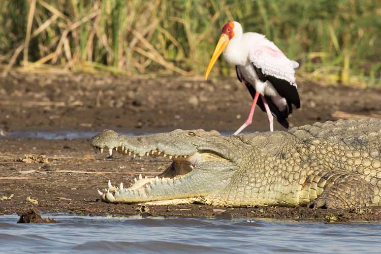 Ethiopia travel image shows crocodile and stork on Lake Chamo in South Omo Valley