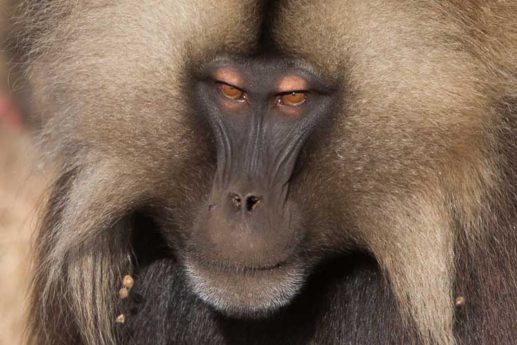 Ethiopia travel tour image of a Gelada face
